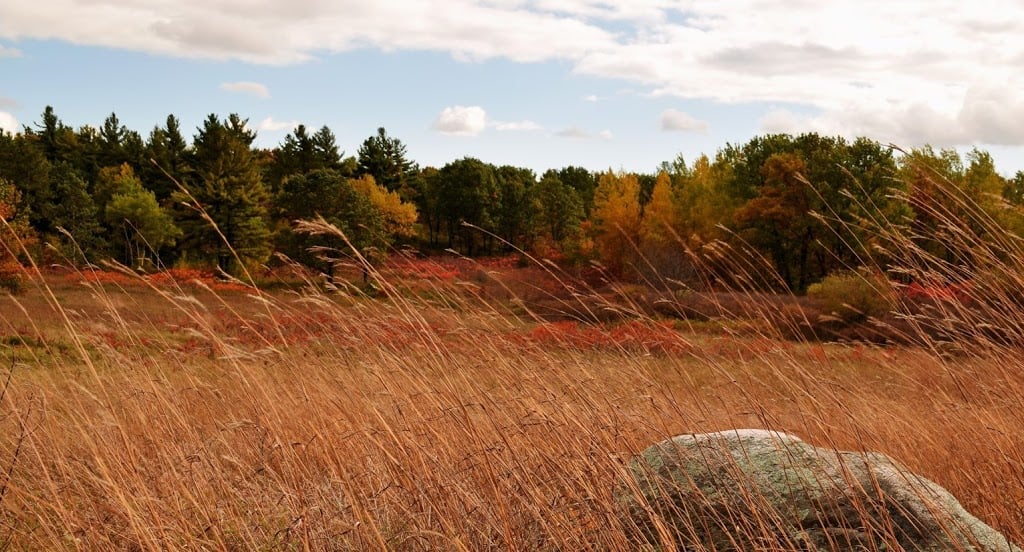 BlackOakSavanna
